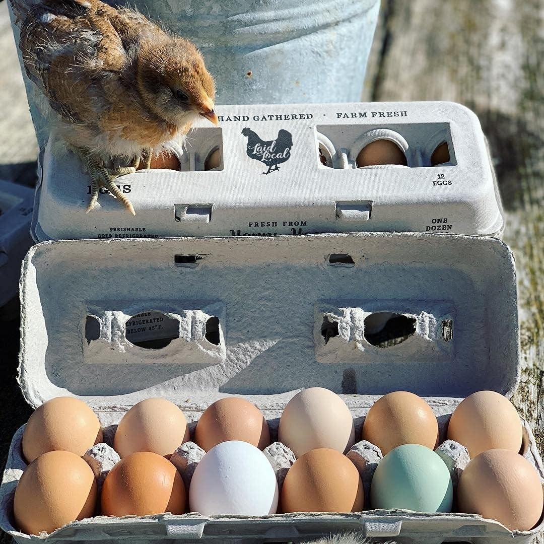 Bulk Egg Cartons – Recycled Cardboard, Sturdy