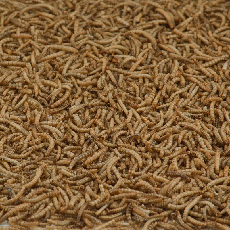 Kaytee Bluebird Dried Mealworm Mealworms 7 oz (Pack of 6)