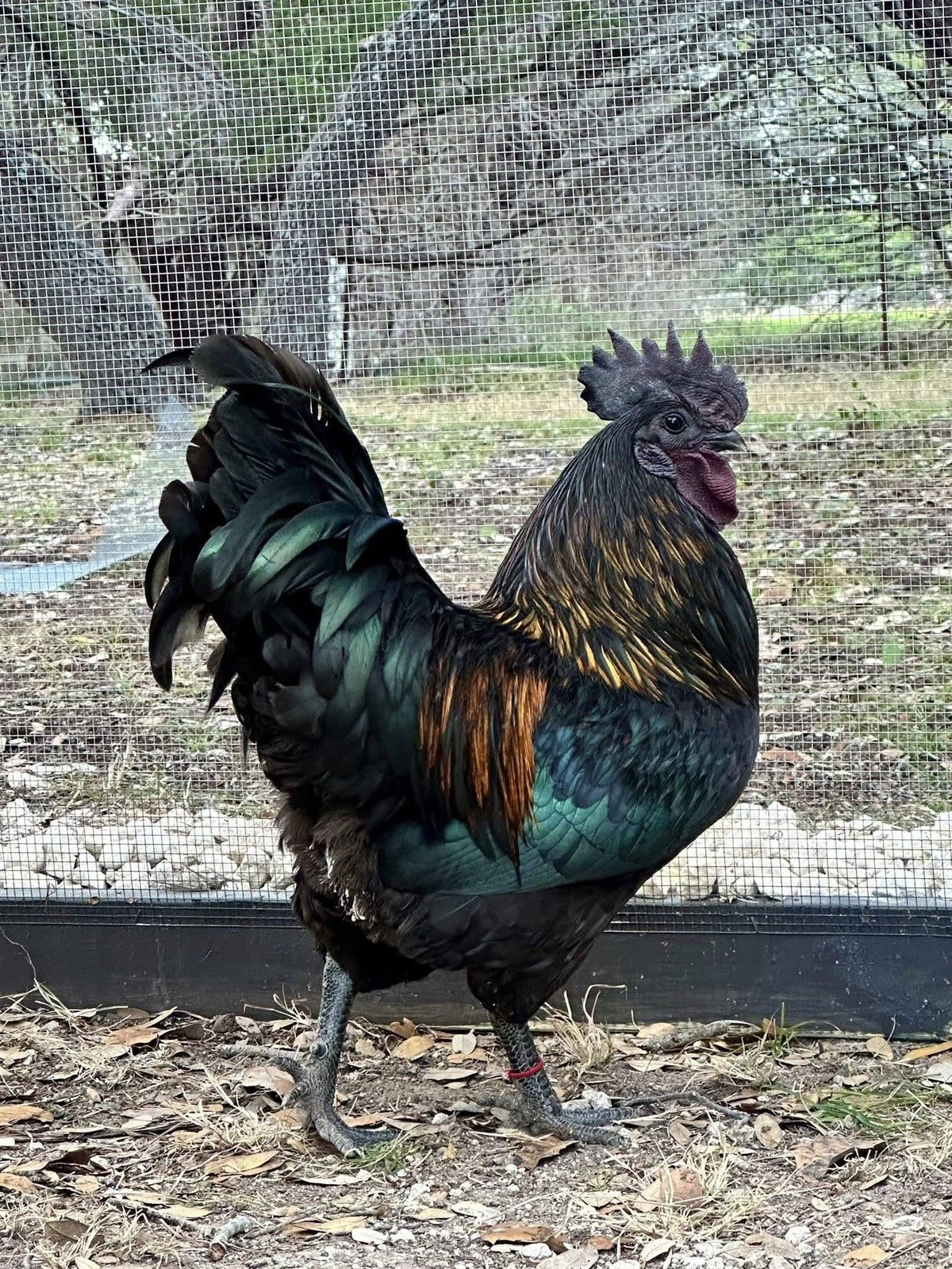 10+ Rare Breed Chicken Fertile Hatching Eggs Orpington, Cochin, Sweddish Flower