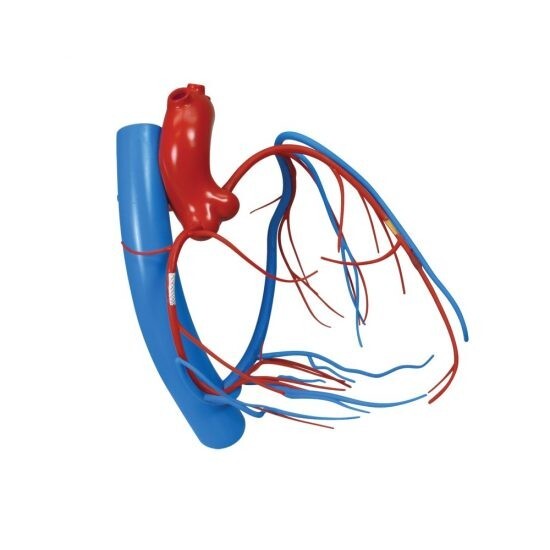 Coronary Arteries Cardiac Veins GPI Model LFA #2575. Make an Offer! SEE VIDEO
