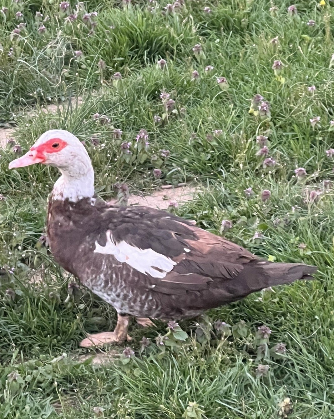 12+ Purebred Fertile Muscovy Duck Hatching Eggs (Rare Colors)