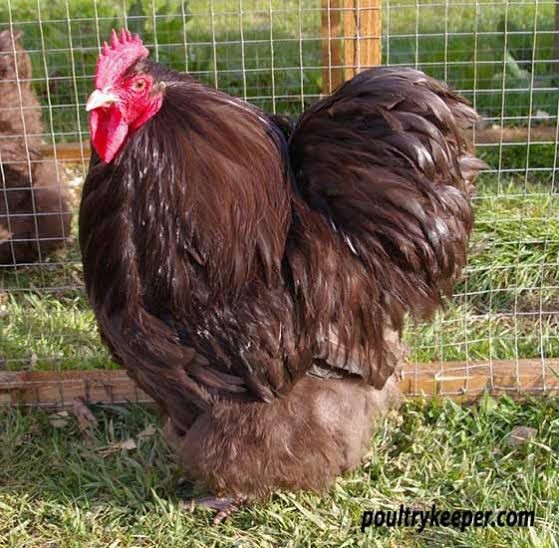 6+ Rare Breed Chicken Fertile Hatching Eggs Silkies, Cochins, Ayem Cemani!