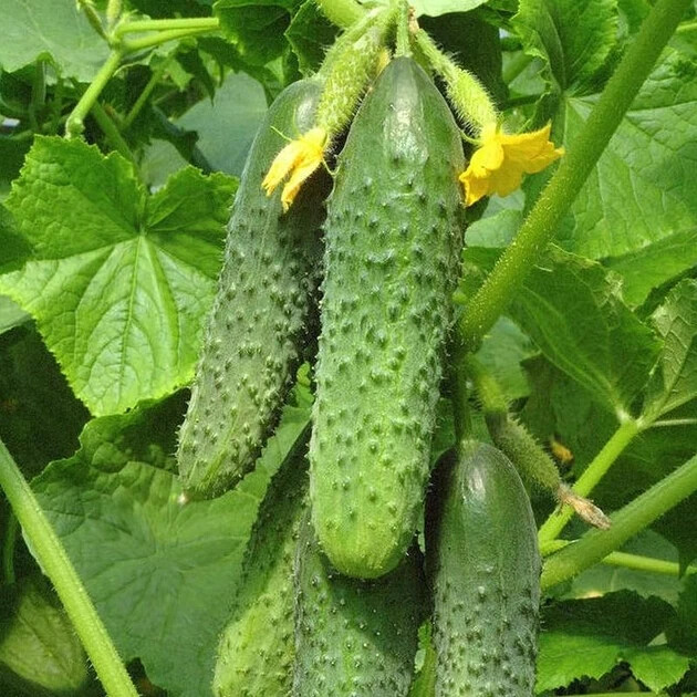100 Cucumber Seeds SV 4097 F1 Seminis Monsanto Netherlands gherkin семена огурец