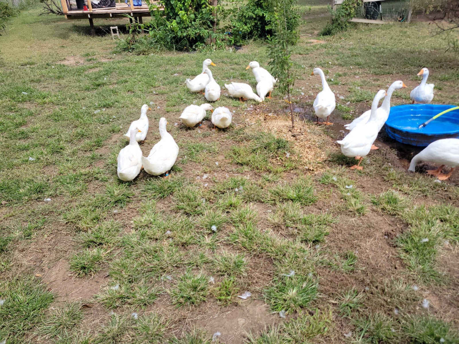 12 Fertile Jumbo Pekin Duck Hatching Eggs, Free Range, All Natural