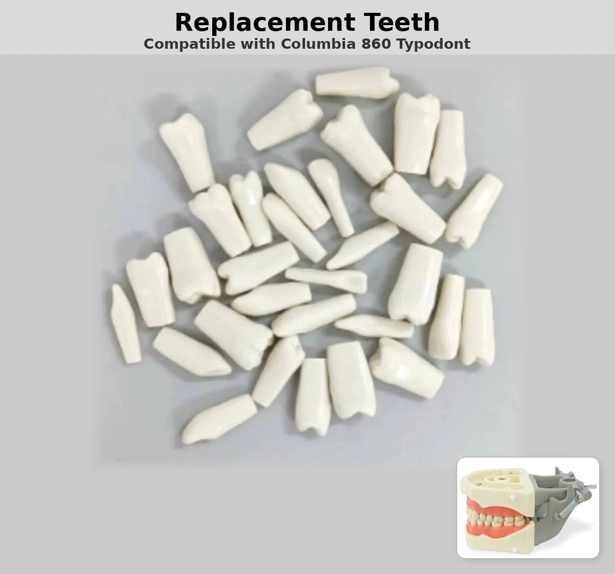Replacement Teeth, Compatible with Columbia 860 Typodont