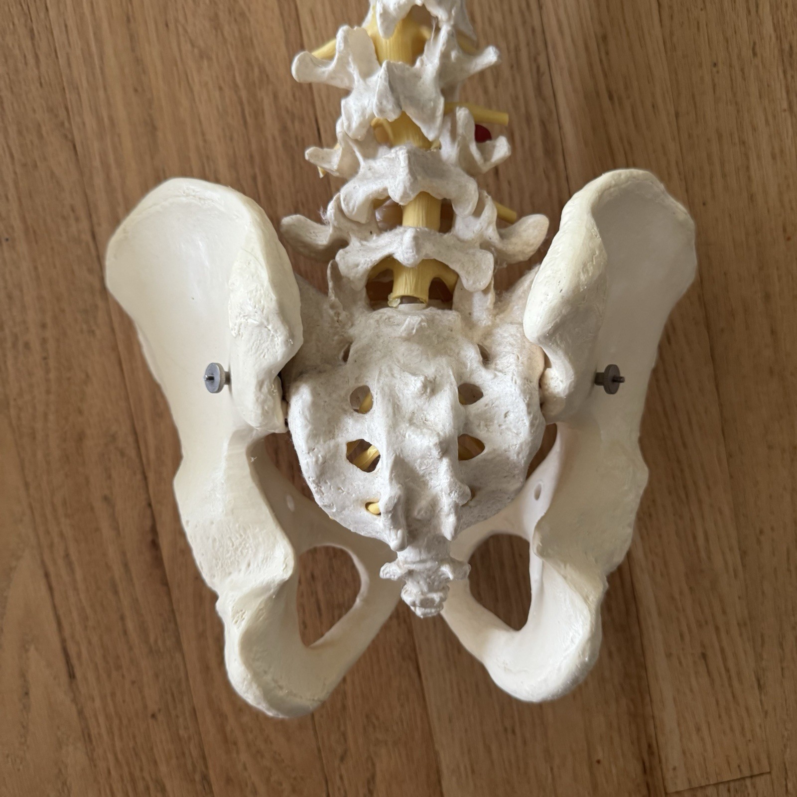 MEDICAL MODEL SPINE BACKBONE WITH PELVIS HIPS ADULT SIZE GERMANY SCIENTIFIC