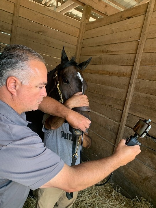 Economy Veterinary Airway Equine Video Endoscope Iphone Android Scope 8mm 100cm