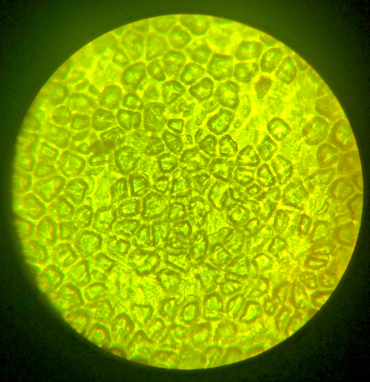 Bausch Biological Microscope, 4 Objectives (4x, 10x, 40x, 100X) Free Shipping!!!