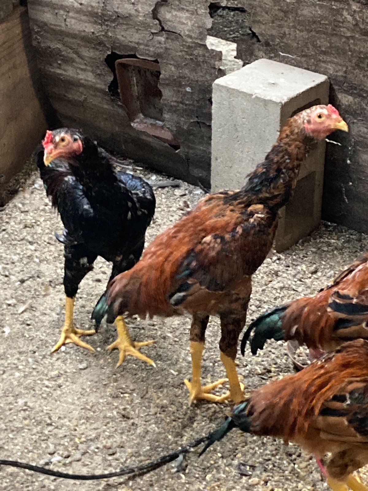 7 FRESH Indio Gigante Hatching Eggs shipped either USPS or 2 Day FedEx