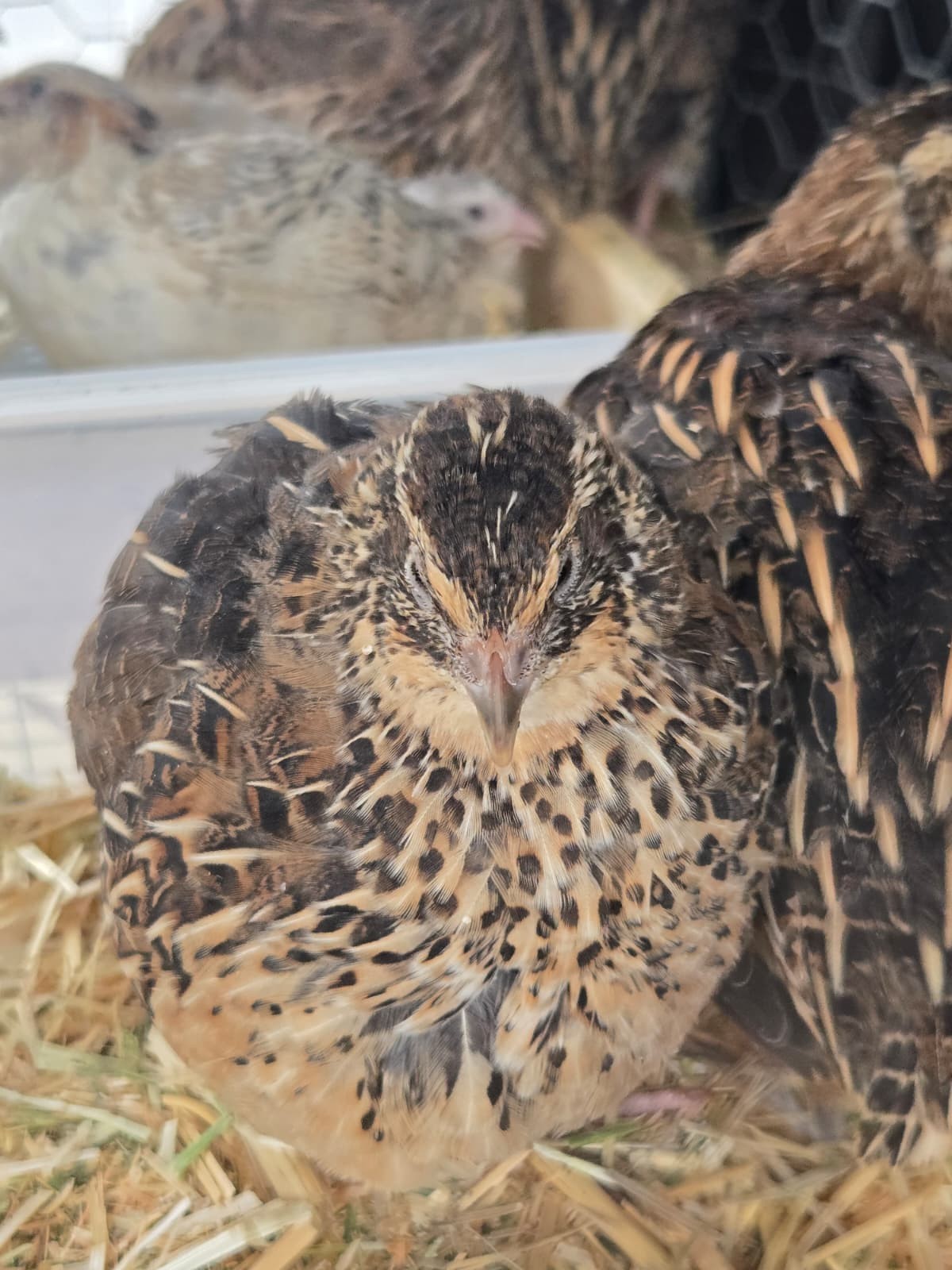 54 Eggs,Live Quail Chicks Mixed Colors – Quail Poultry Type, Live Bird,