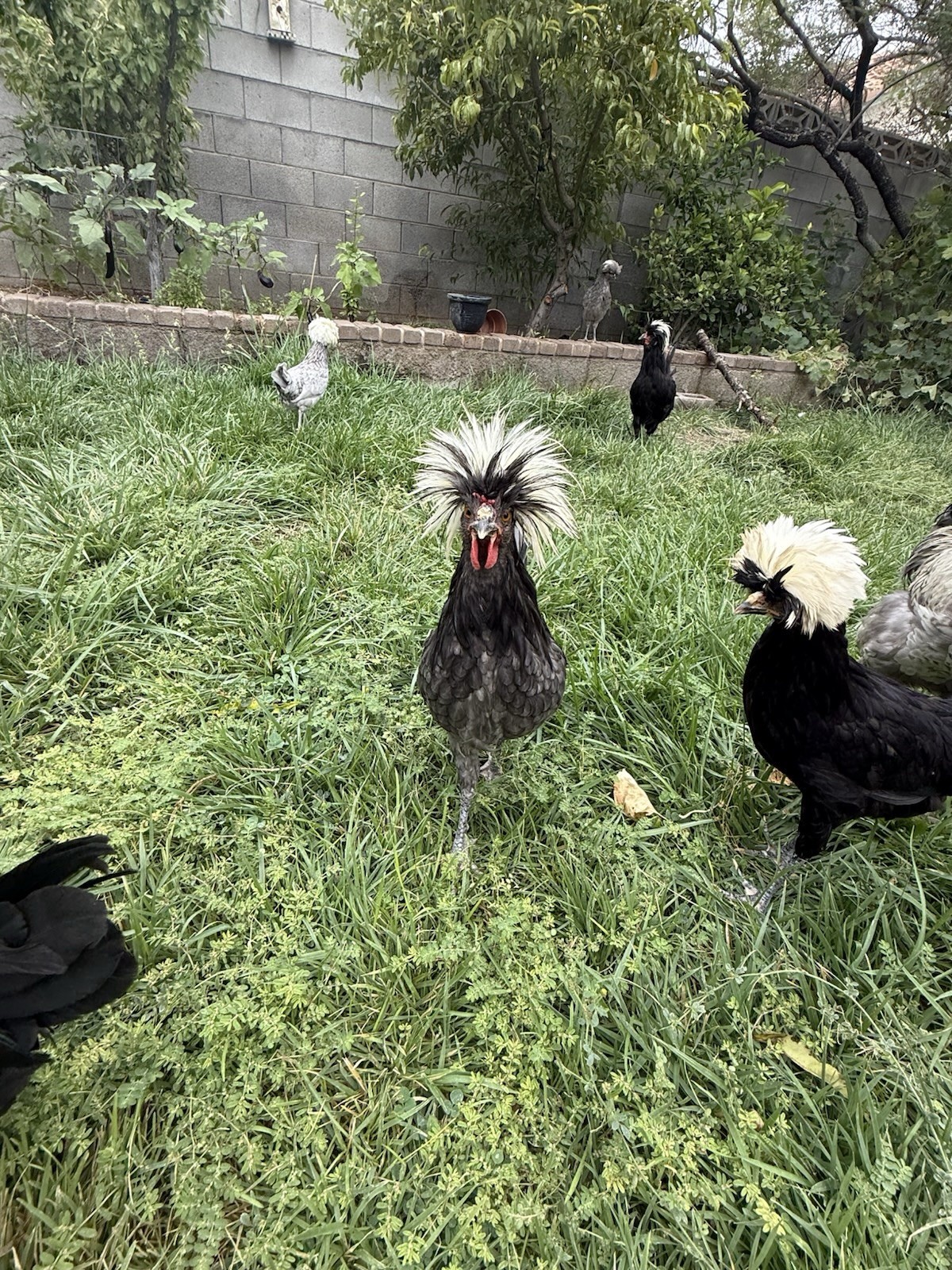12+ FERTILE CHICKEN PUREBRED POLISH HATCHING EGGS QUICK SHIP USPS PRIORITY MAIL