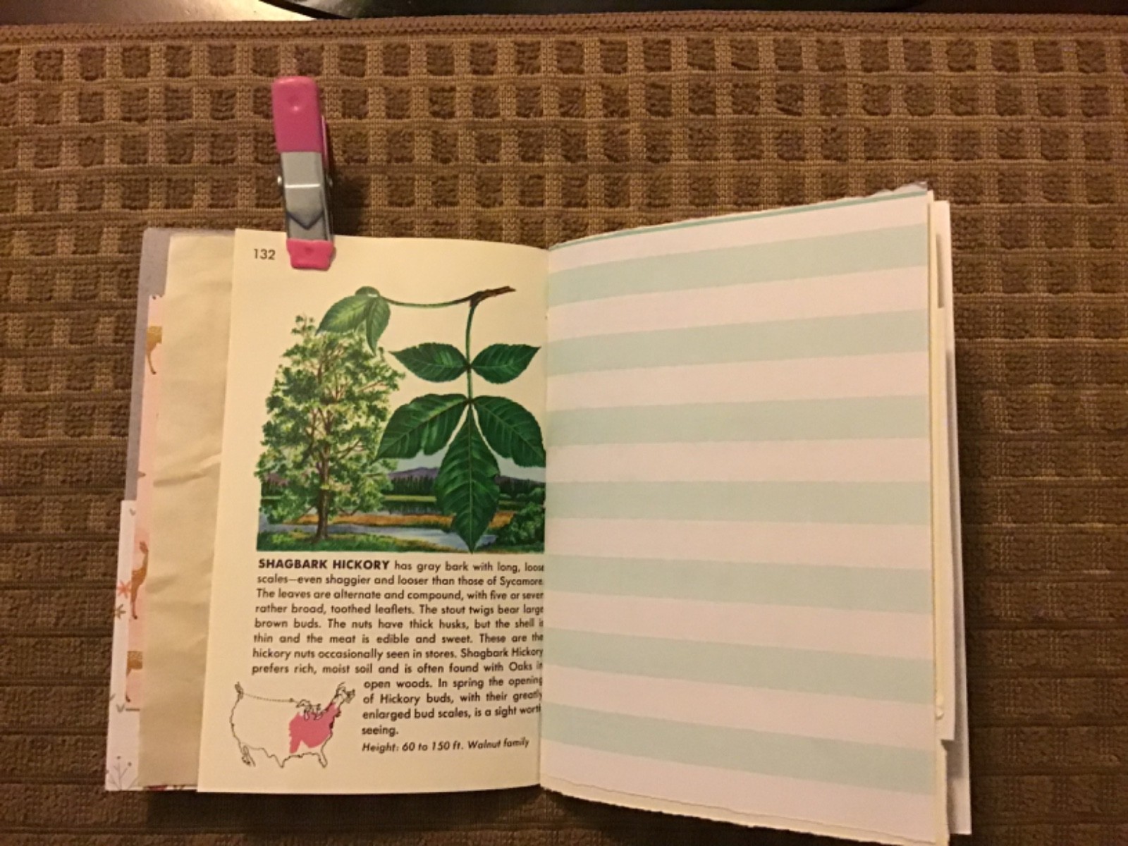 Handmade Naked Junk Journal 6” x 4.5” Mushroom Print Card Stock Cover