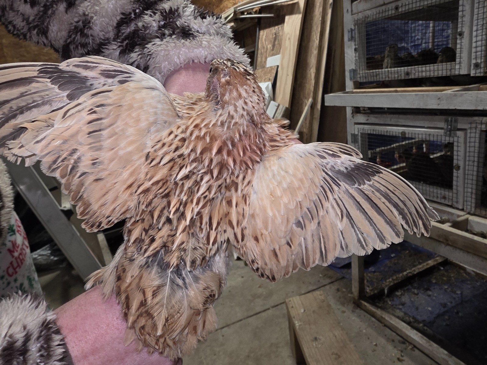 24 (2 dozen) quail hatching eggs coturnix mixed with jumbo all colors