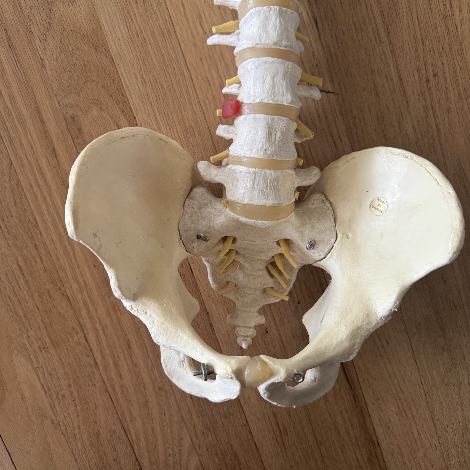 MEDICAL MODEL SPINE BACKBONE WITH PELVIS HIPS ADULT SIZE GERMANY SCIENTIFIC