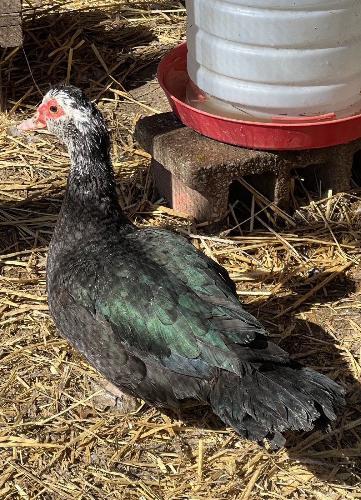 12+ Purebred Fertile Muscovy Duck Hatching Eggs (Rare Colors)