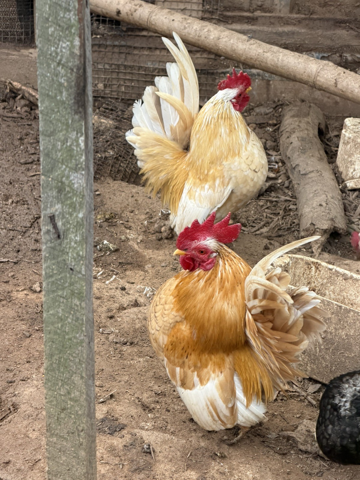 12+ small Quality Serama Chicken Hatching Eggs