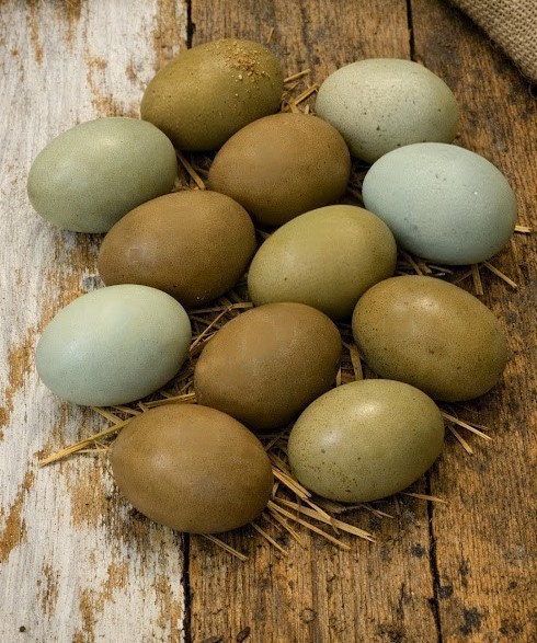 8+  Hatching Eggs Olive Egger, Easter Eggers Dark green and blue eggs