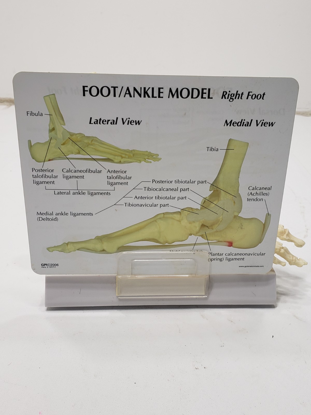 GPI Anatomical Right Foot Ankle Model Ligament Bone Anatomy Display Teaching Aid