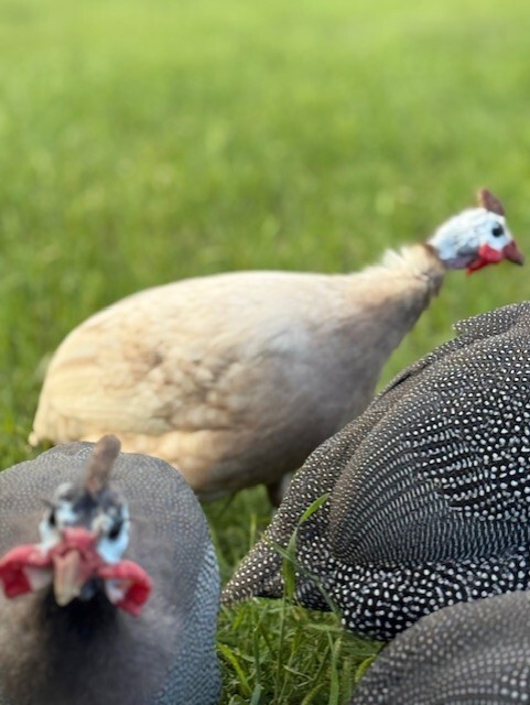 14 FRESH GUINEA BIRD FOWL HATCHING EGGS PINTO, PIED, CHOCLATE, PEARL & MANY MORE