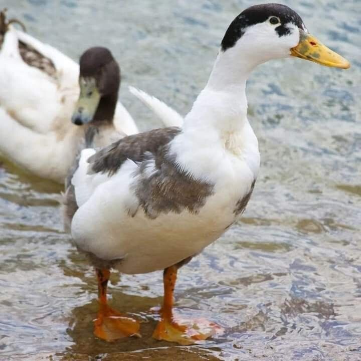 12+ Assorted Duck Fertile Hatching Eggs – Cayuga, Blue Sweddish, Acona, Magpie