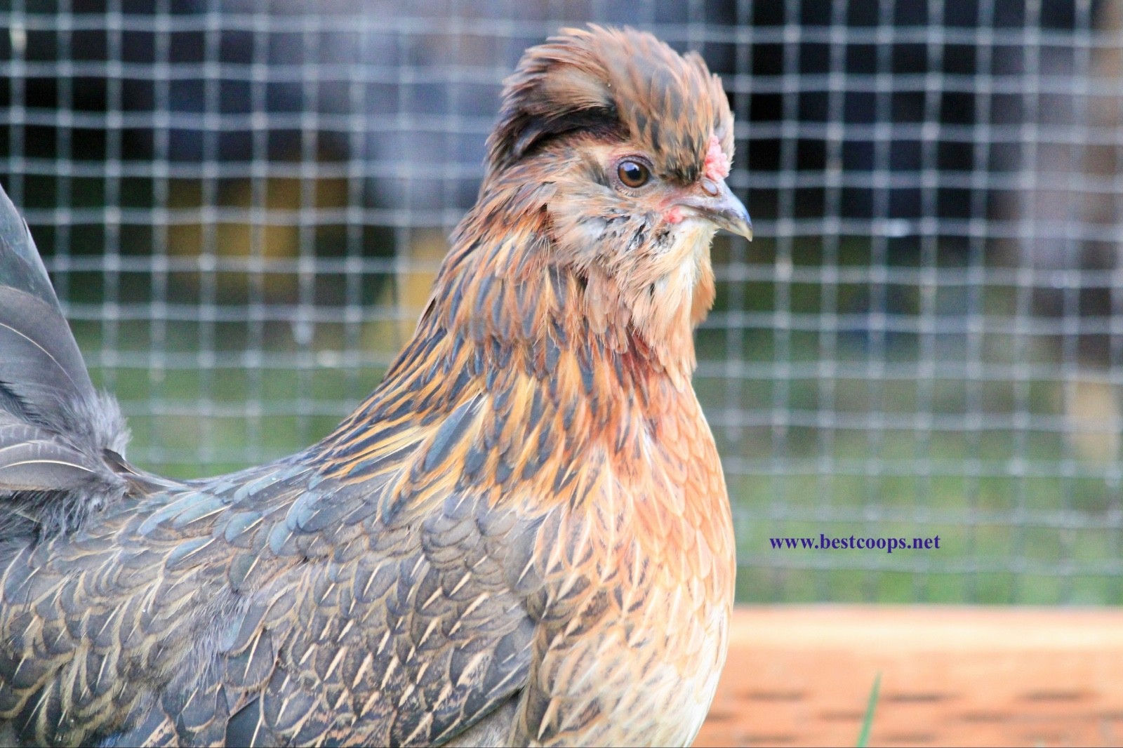 6+ Fertile Barbu De Watermael Chicken Hatching Eggs