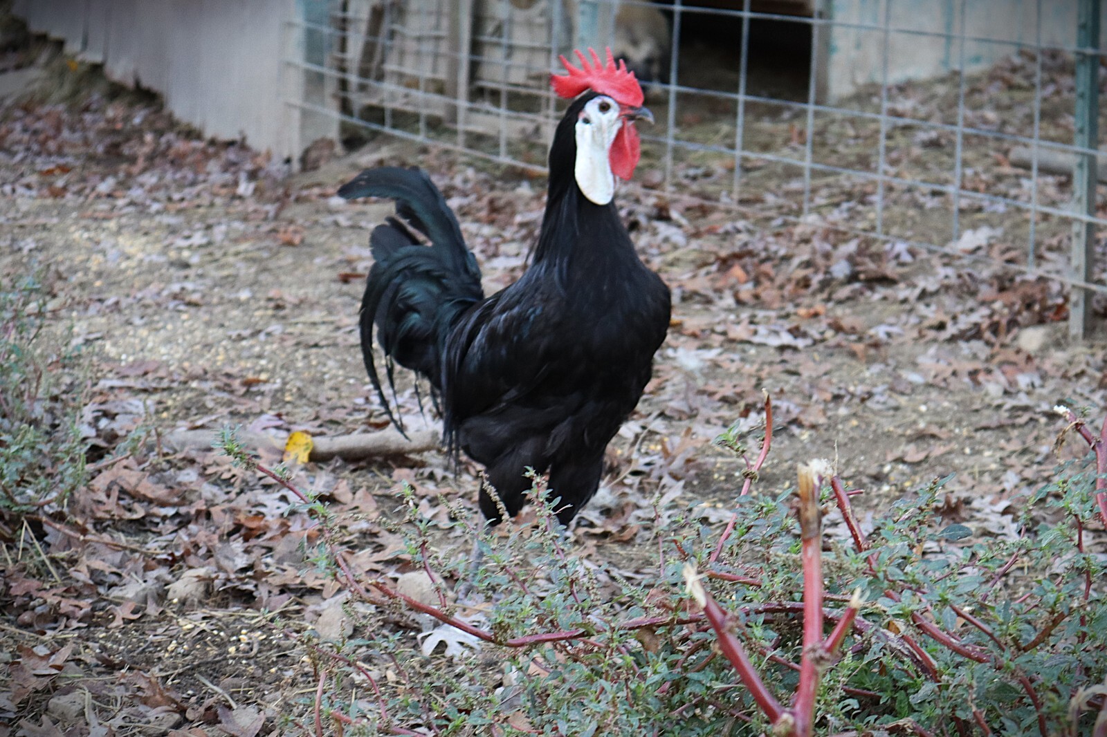 12 LF White Face Black Spanish Eggs Imported from Spain