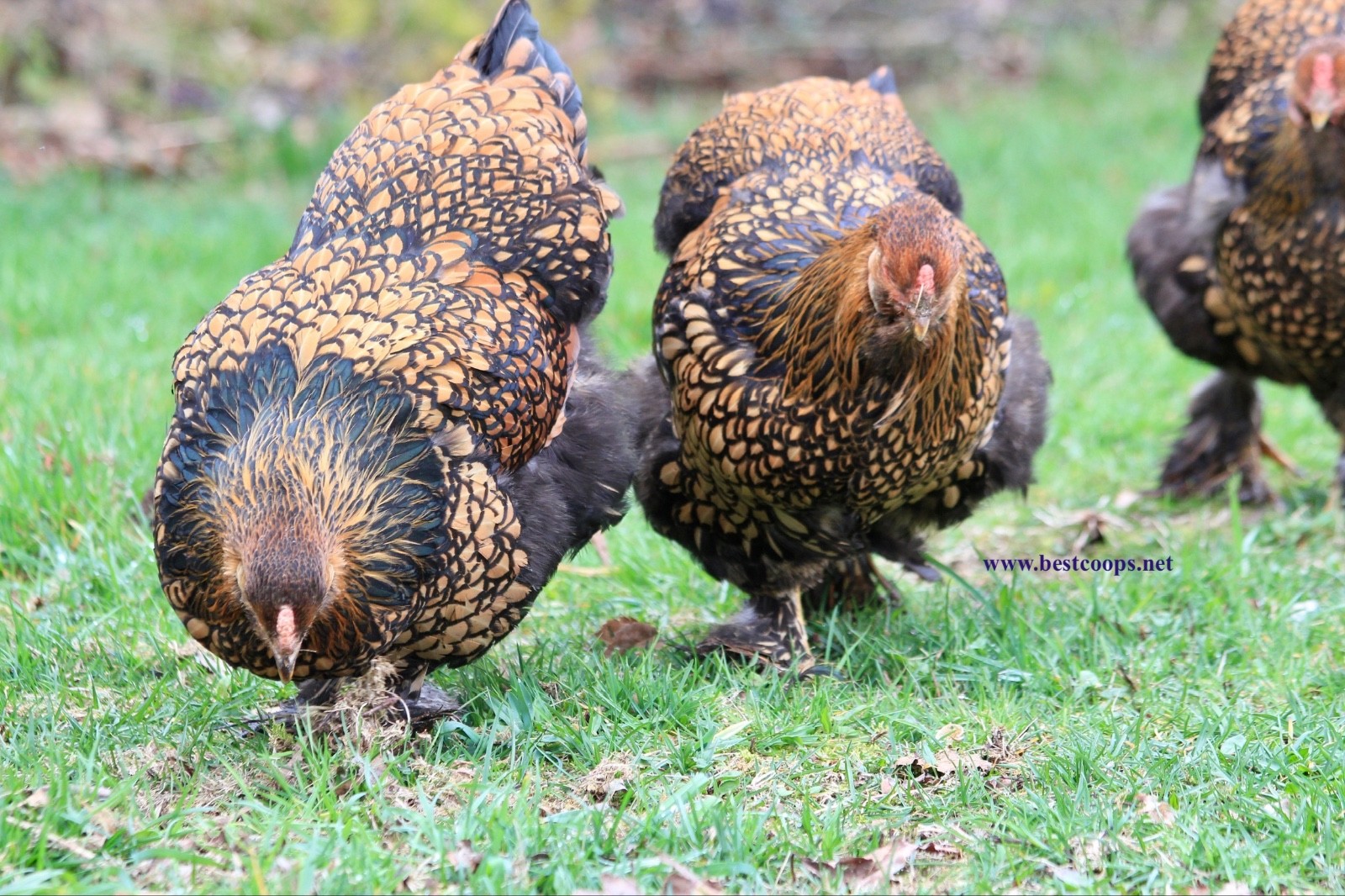 10+ Gold Laced Brahma Fertile Chicken Hatching Eggs Gentle Large Breed