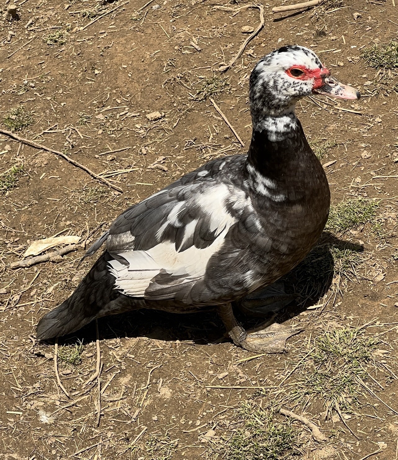 12+ Purebred Fertile Muscovy Duck Hatching Eggs (Rare Colors)