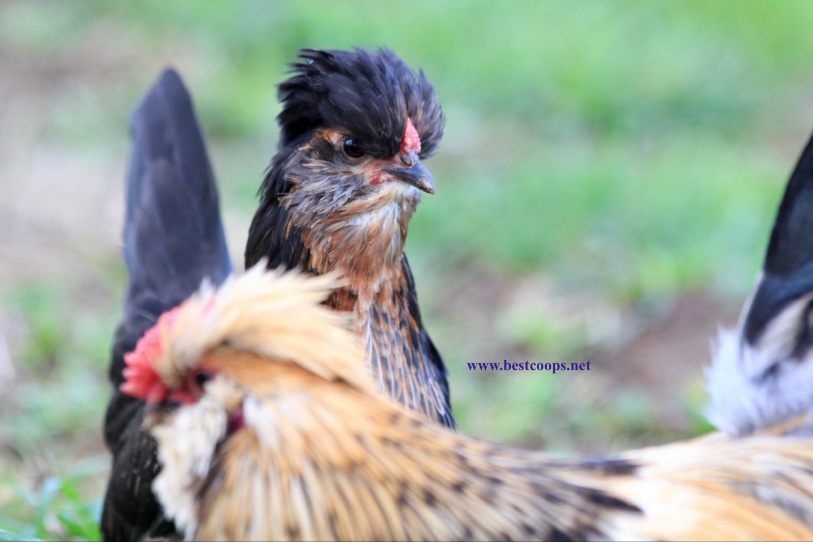 6+ Fertile Barbu De Watermael Chicken Hatching Eggs