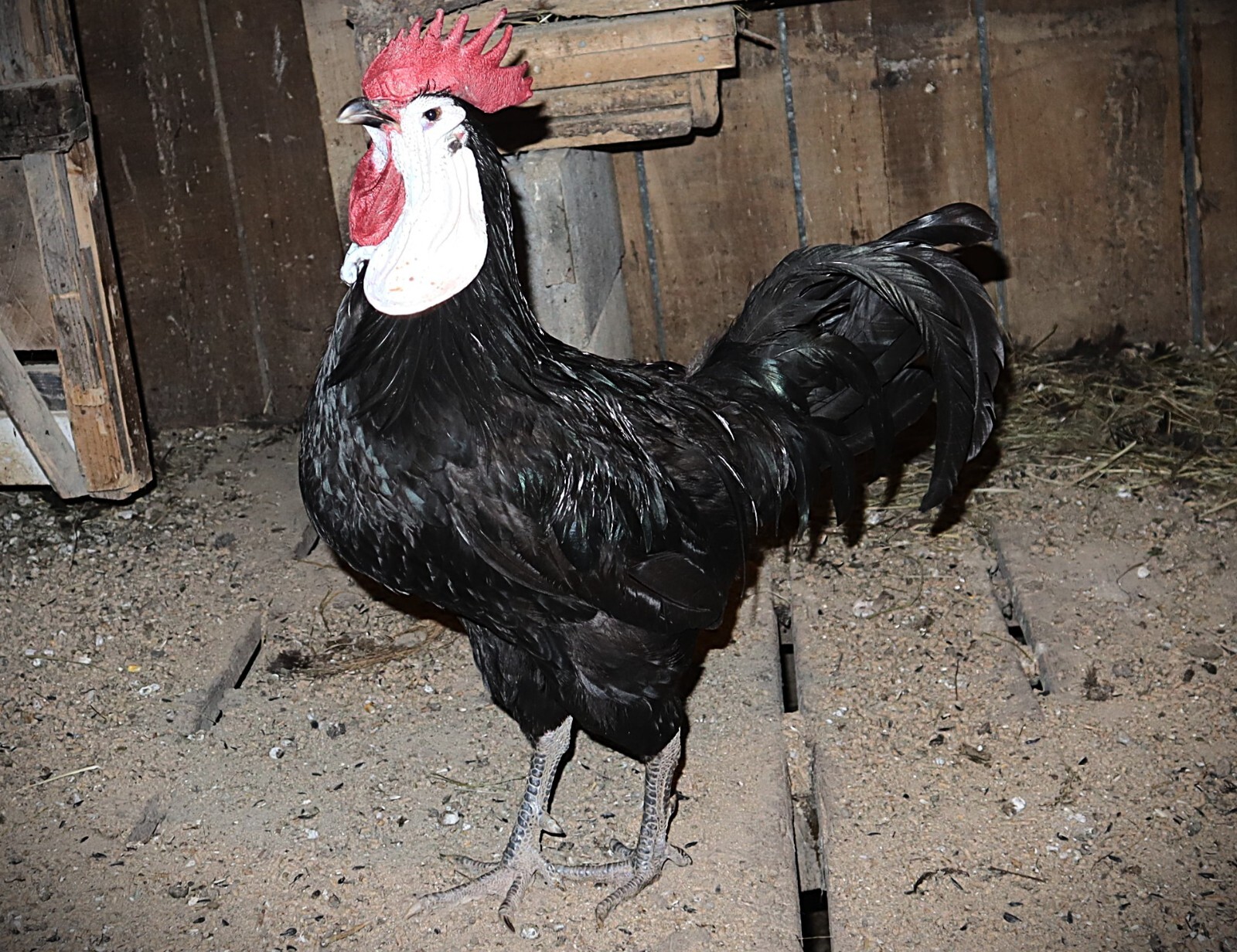 12 LF White Face Black Spanish Eggs Imported from Spain