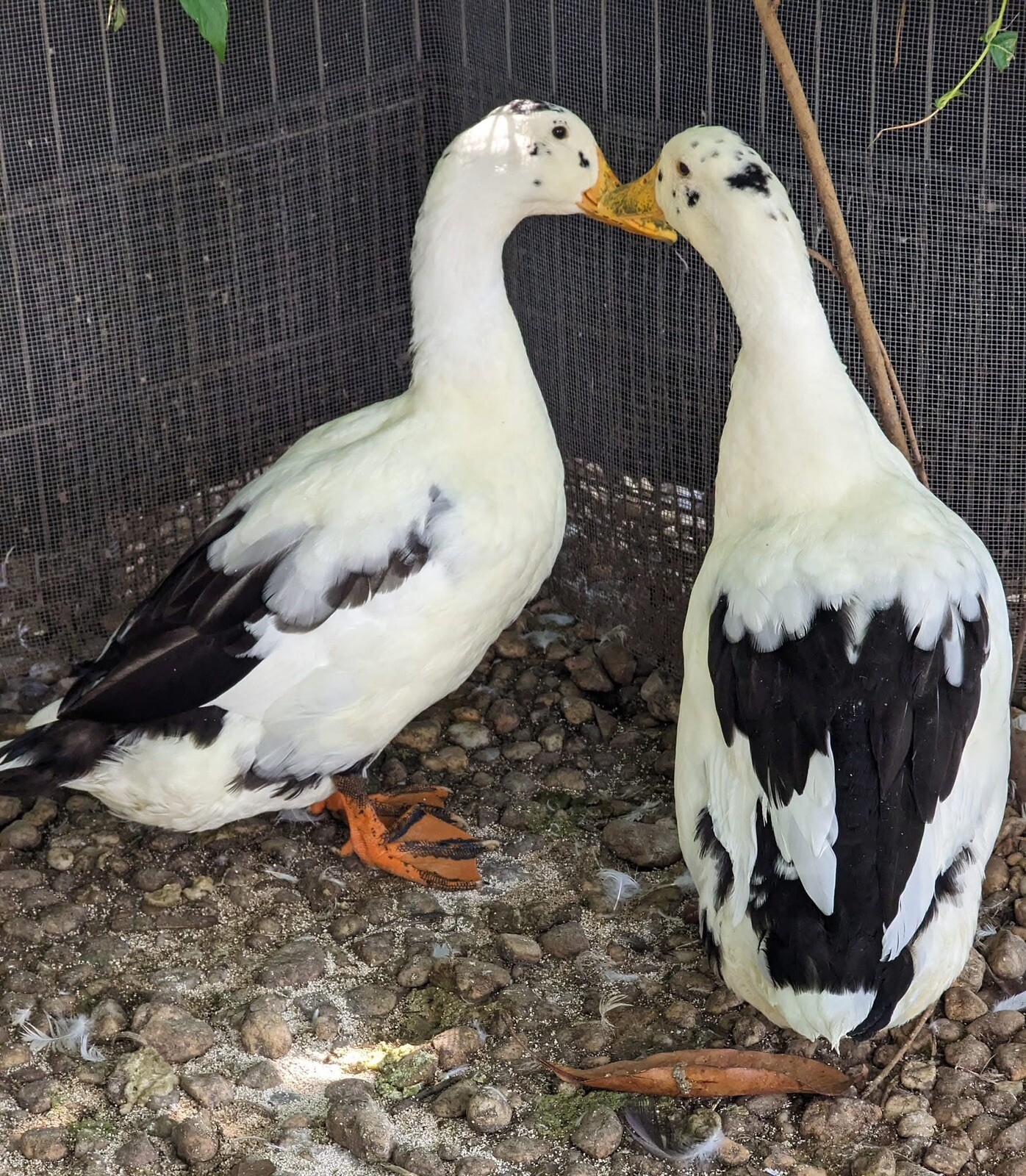 12+ Assorted Duck Fertile Hatching Eggs – Cayuga, Blue Sweddish, Acona, Magpie