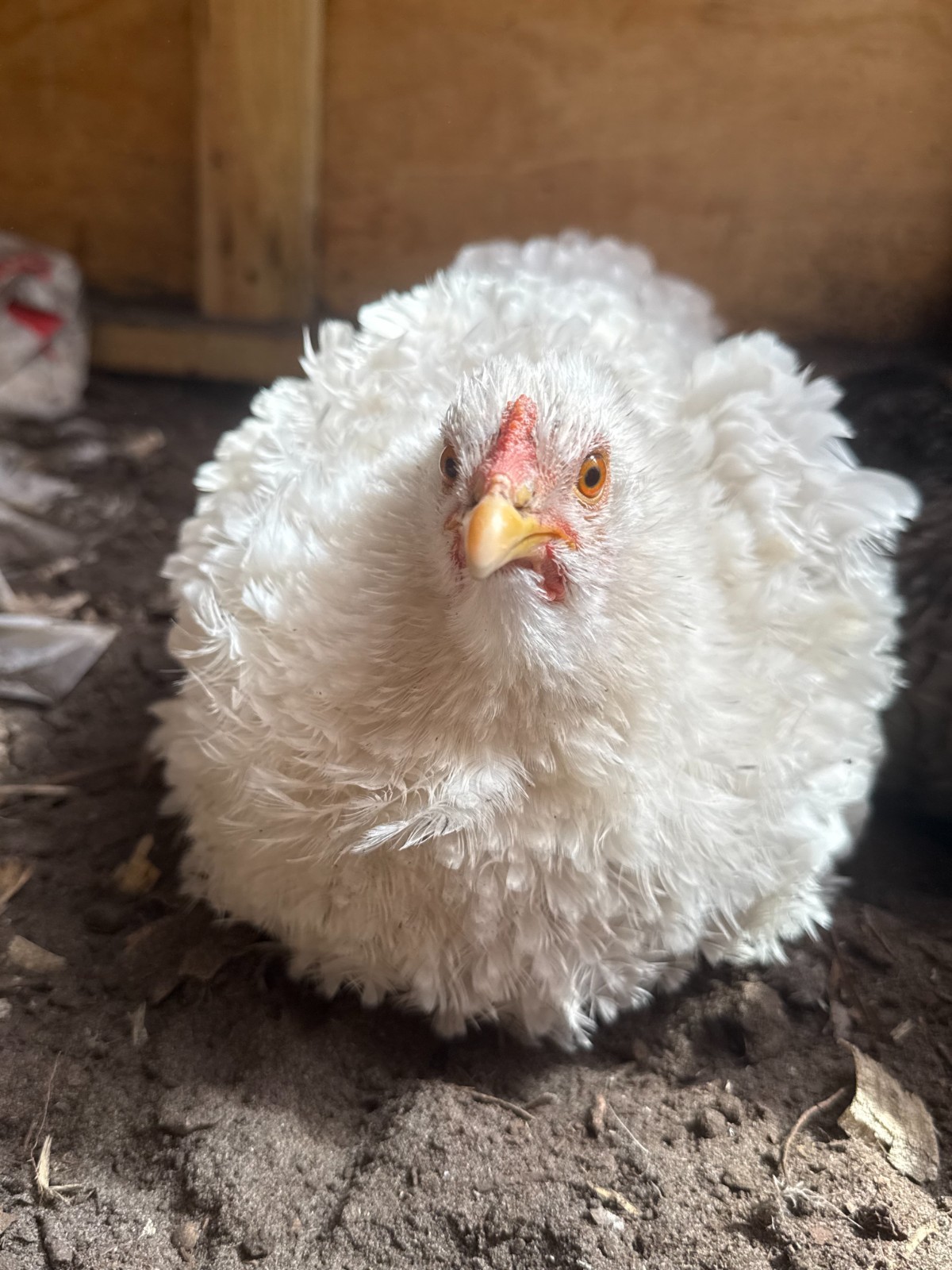 Chicken hatching eggs FBCM rooster over variety of hens (listed in description)