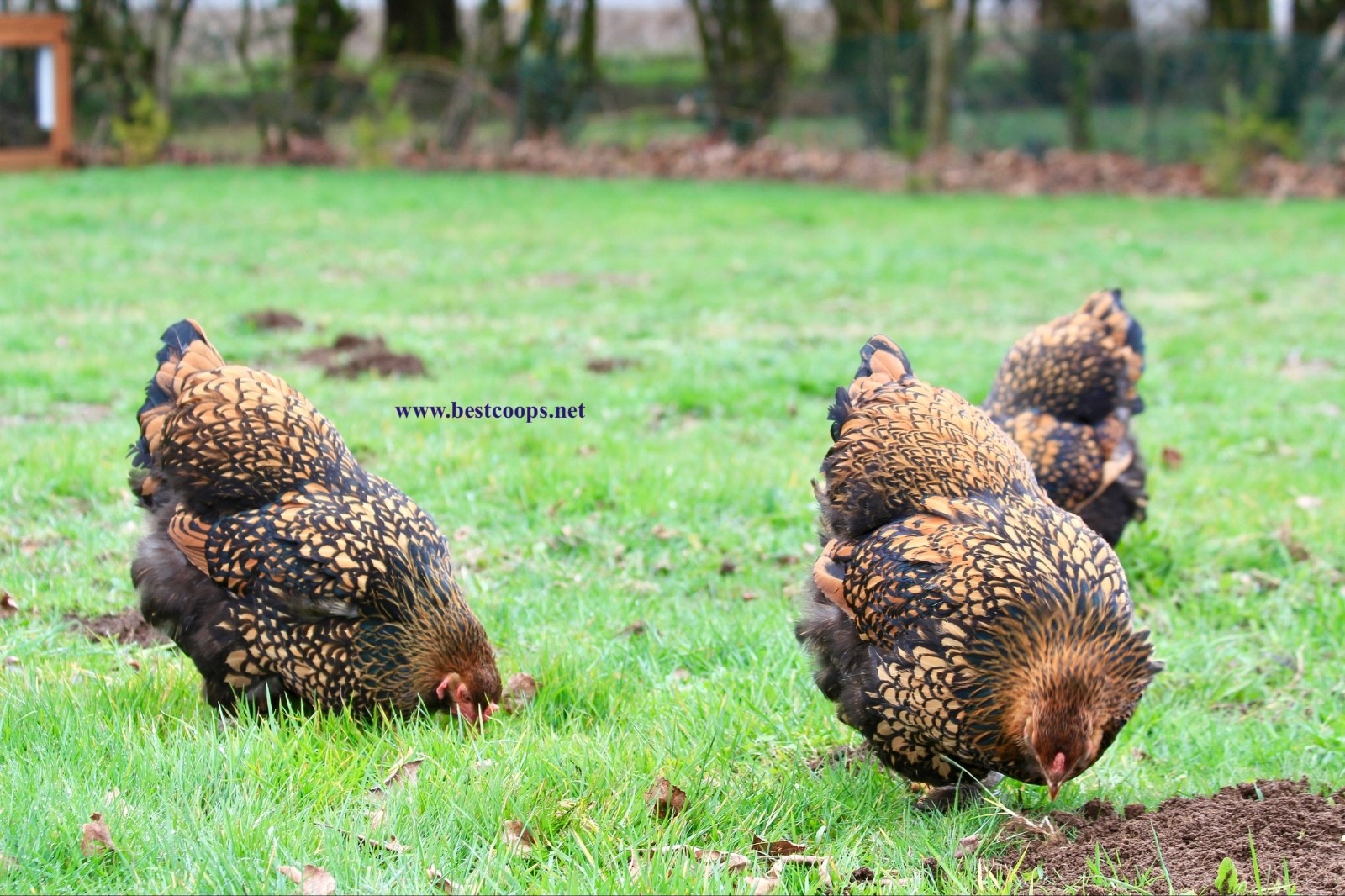 10+ Gold Laced Brahma Fertile Chicken Hatching Eggs Gentle Large Breed