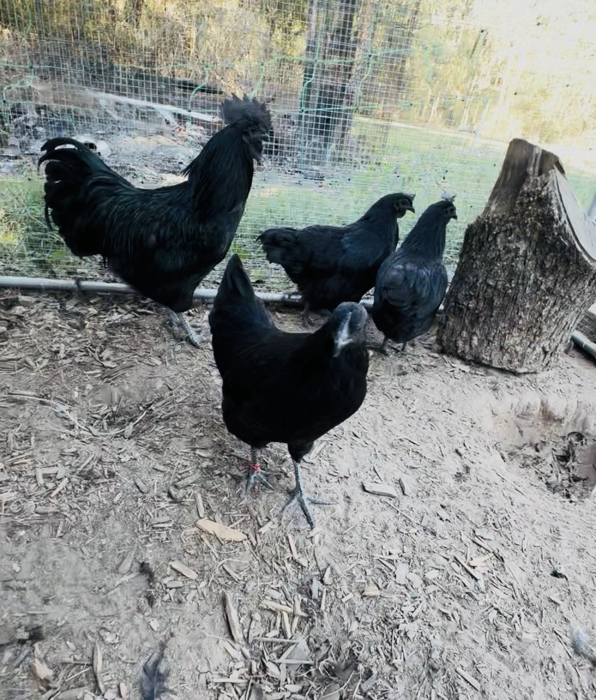 6+ Ayam Cemani Fertile Hatching Eggs Pure Breed All Black Chicken