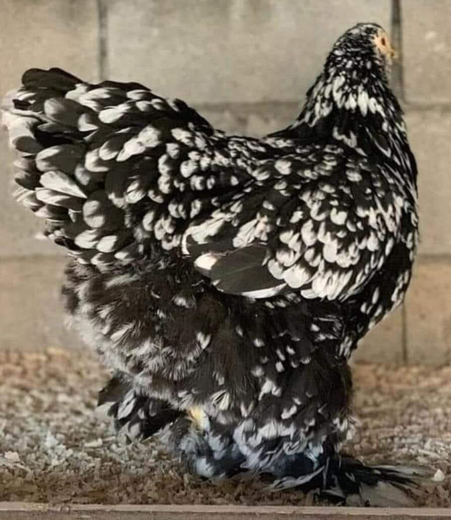 10+ Rare Breed Chicken Fertile Hatching Eggs Orpington, Cochin, Sweddish Flower