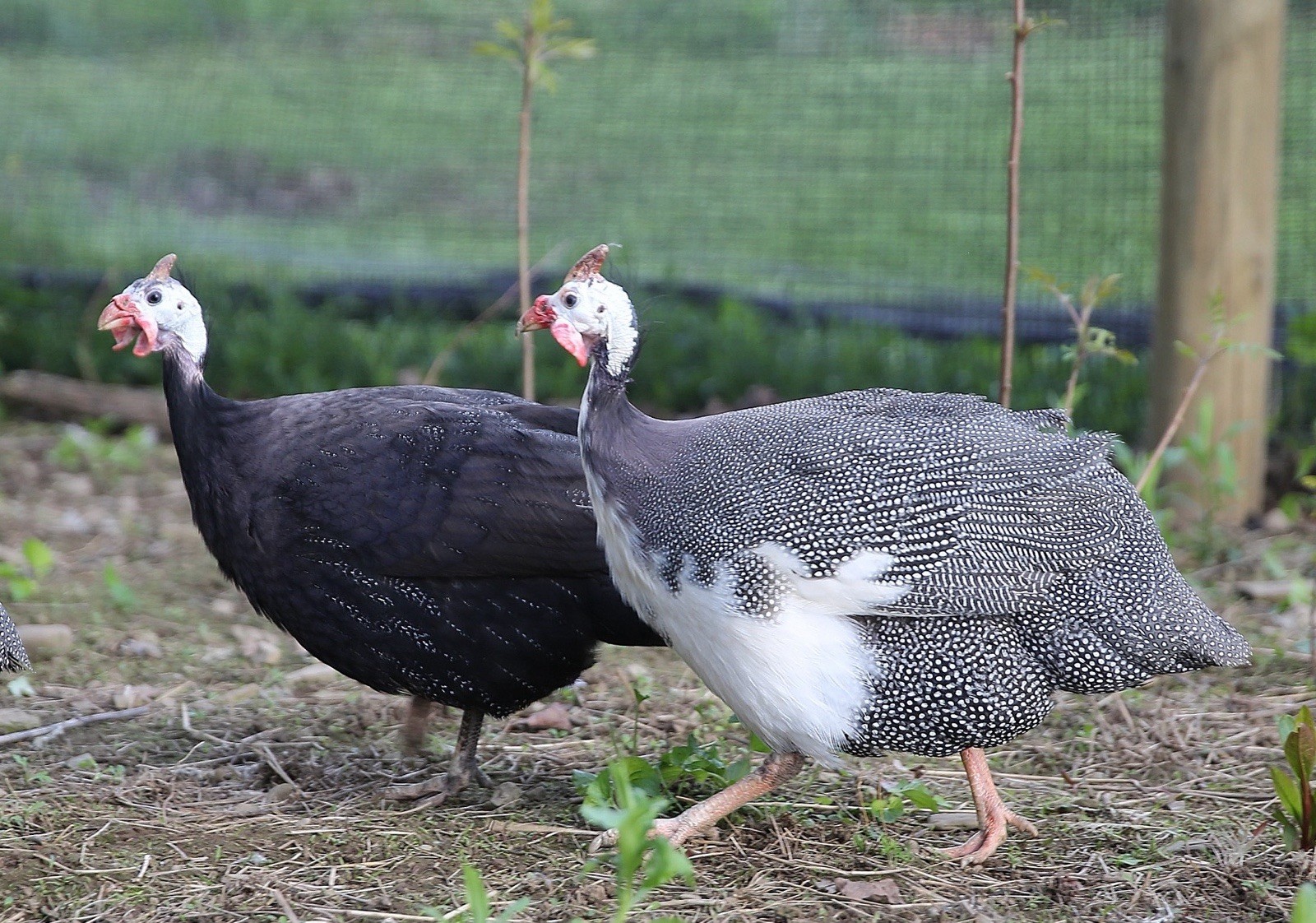10++ NPIP Guinea Hen Hatching Eggs – Assorted Colors – Read Description