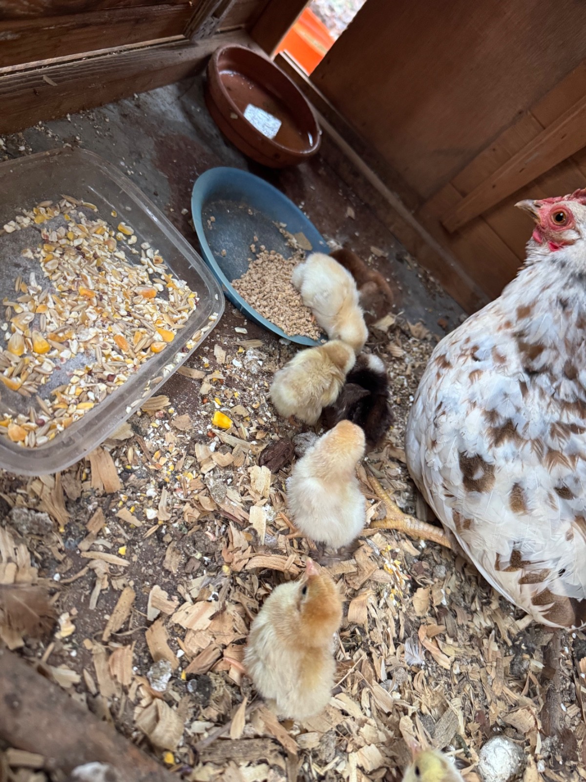 12+ small Quality Serama Chicken Hatching Eggs