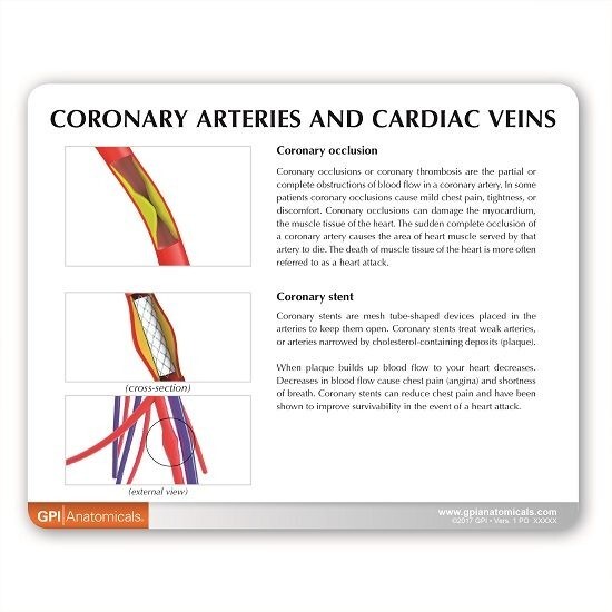 Coronary Arteries Cardiac Veins GPI Model LFA #2575. Make an Offer! SEE VIDEO