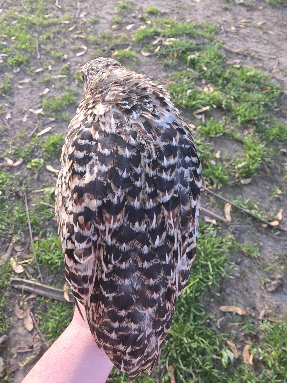 24 (2 dozen) quail hatching eggs coturnix mixed with jumbo all colors