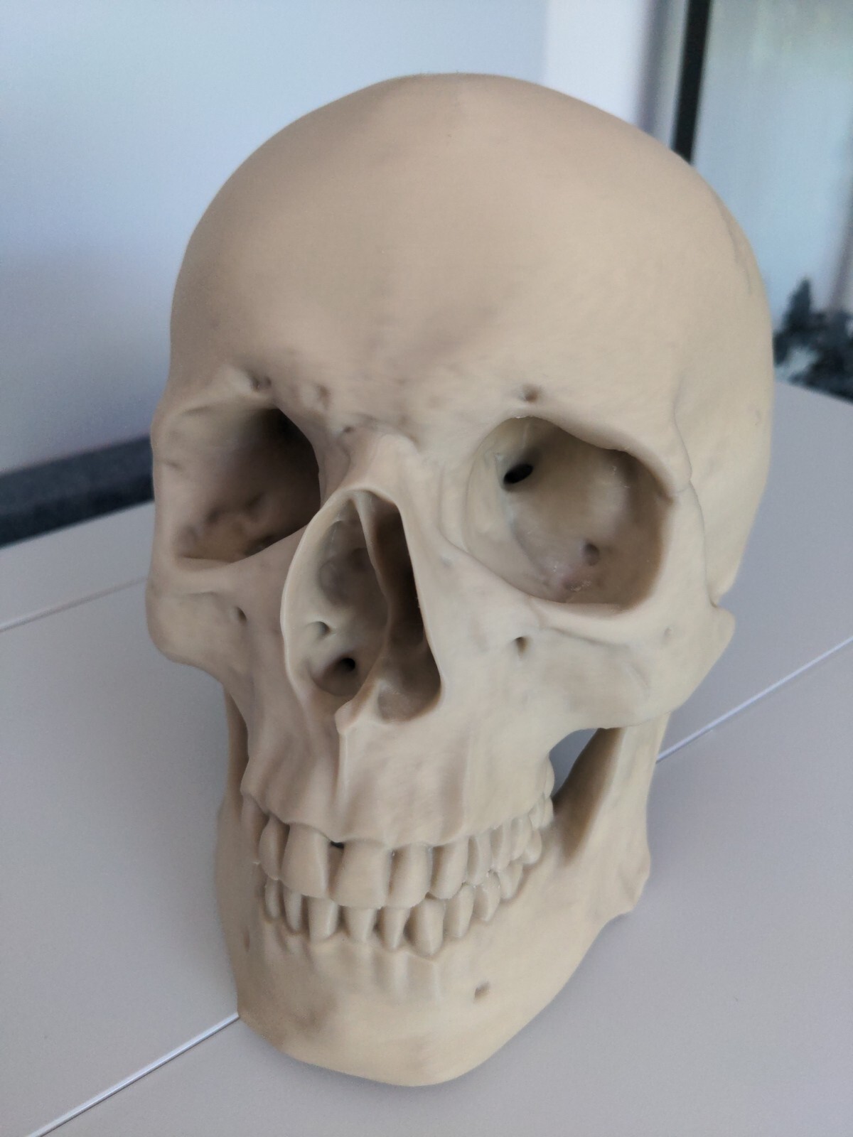 Anatomically Correct Human Skull 3d Printed!