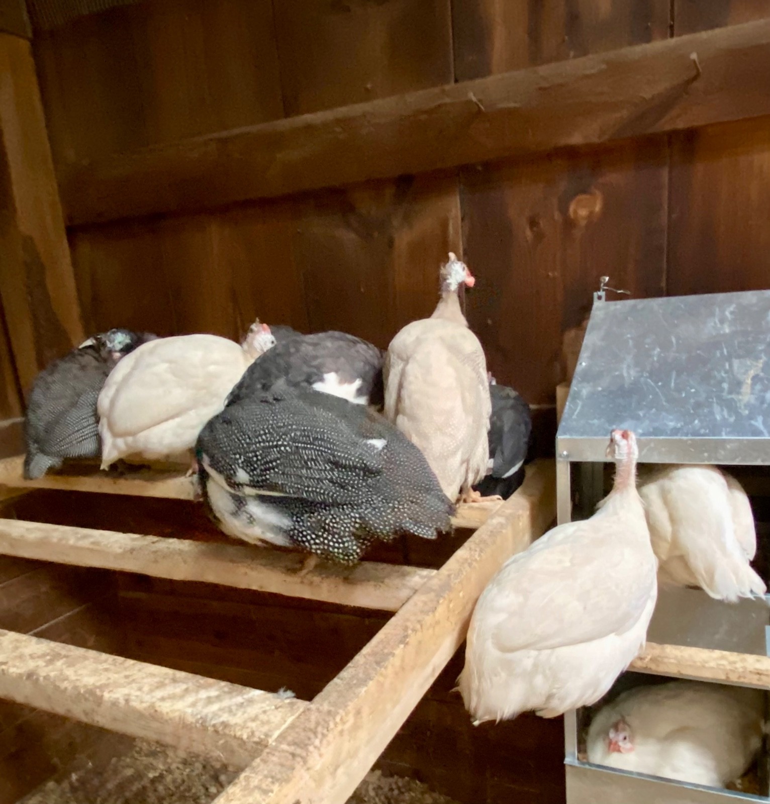 6 Fertile Guinea Fowl Hatching Eggs, Mixed Barnyard Flock, Beautiful Colors!