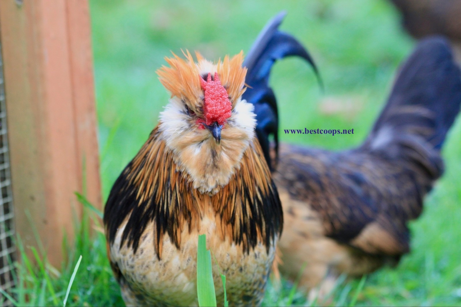 6+ Fertile Barbu De Watermael Chicken Hatching Eggs