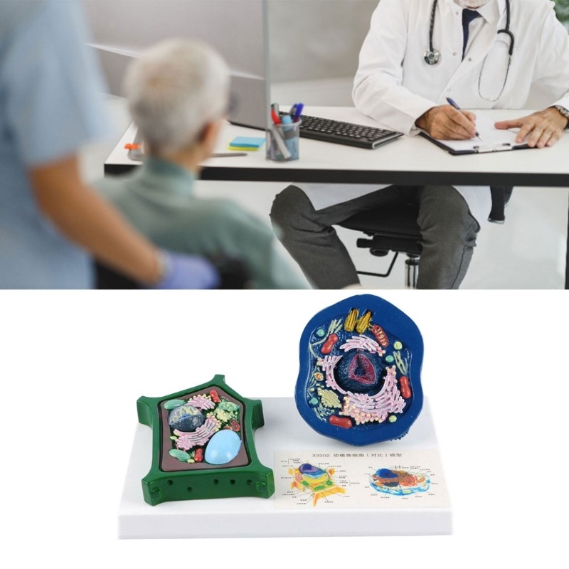 Educational Animal Plant Cell Anatomy Model Biology Teaching Aid For Science Lab