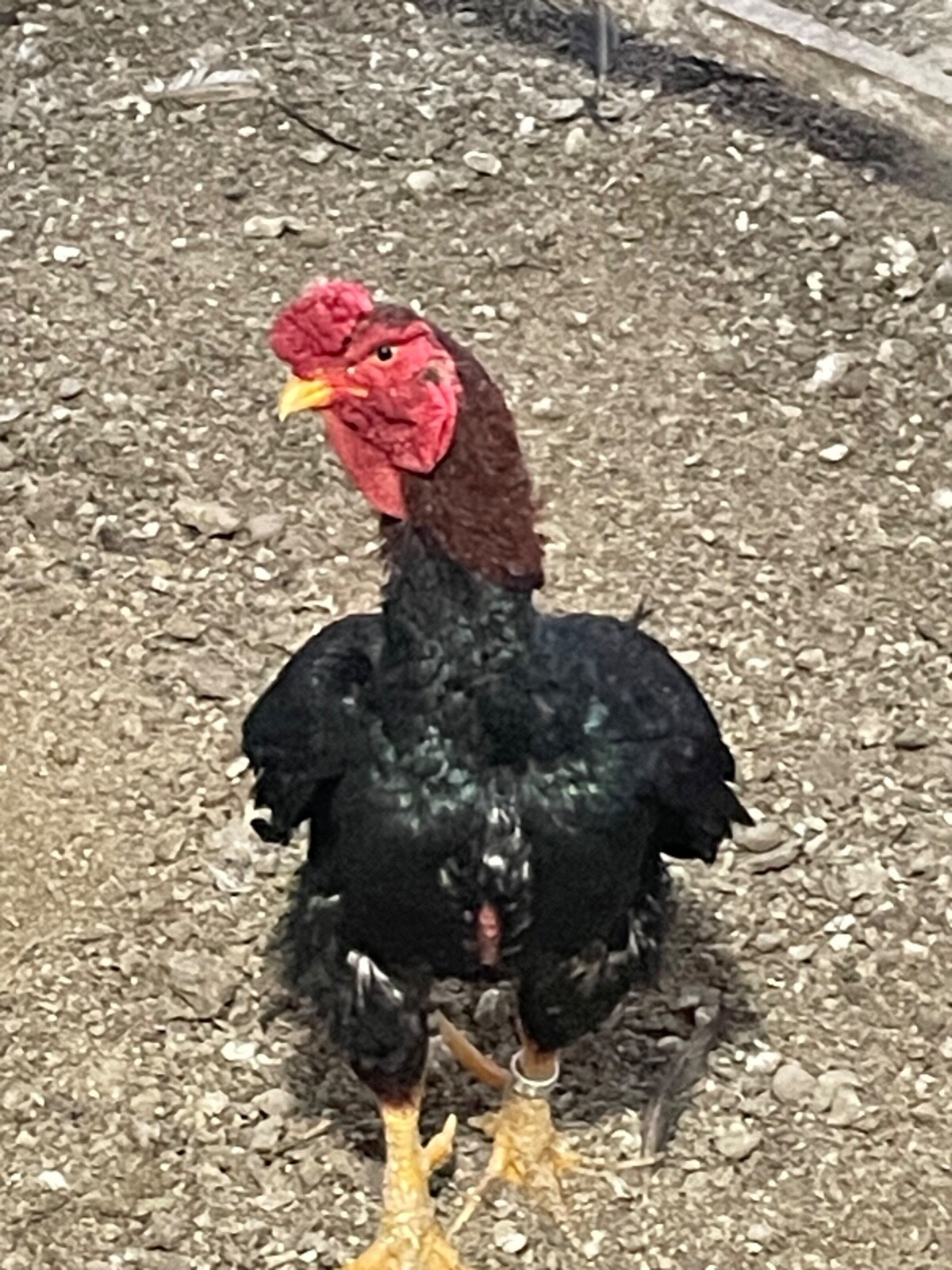 7 KO SHAMO BANTAM EGGS VERY FRESH SUPERB QUALITY these will Ship 2 day FedEx