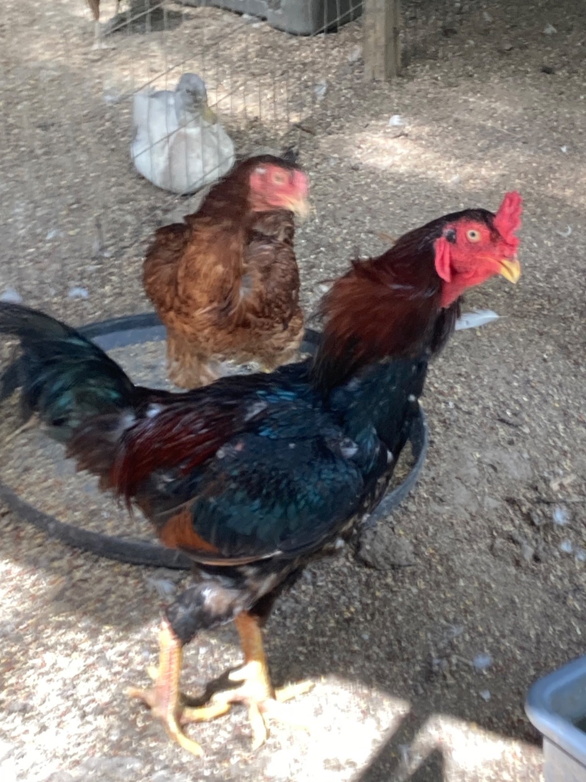 7 FRESH Indio Gigante Hatching Eggs shipped either USPS or 2 Day FedEx