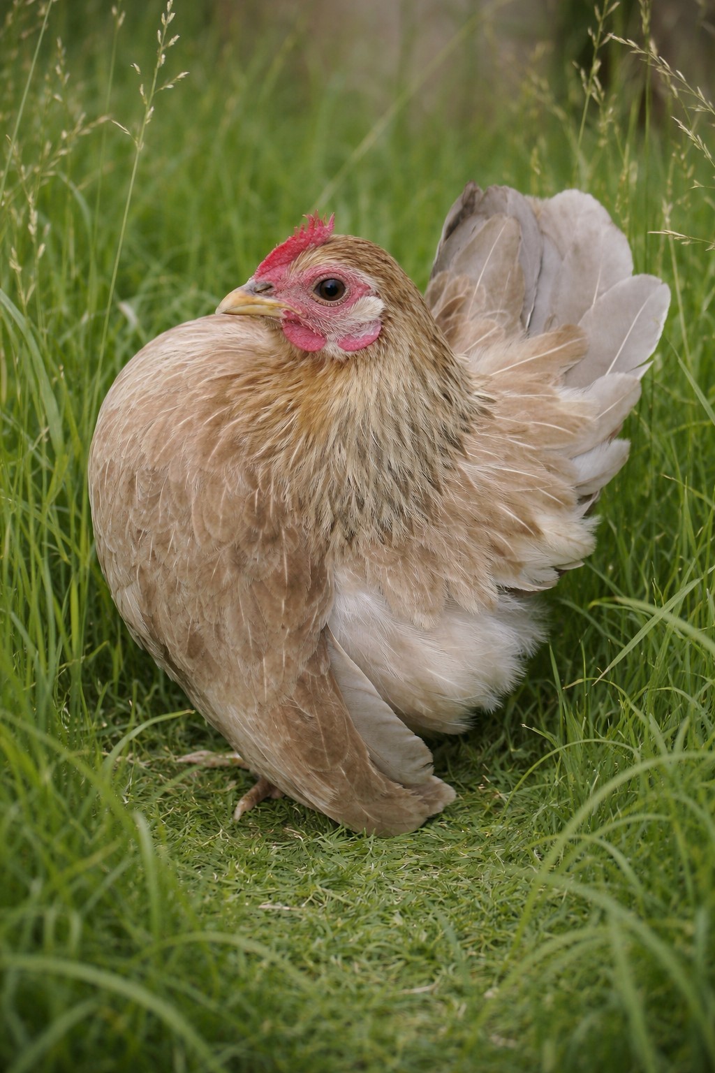 2+1 Micro & Size A & B 100% Pure Serama Hatching Eggs Malaysian And Traditional