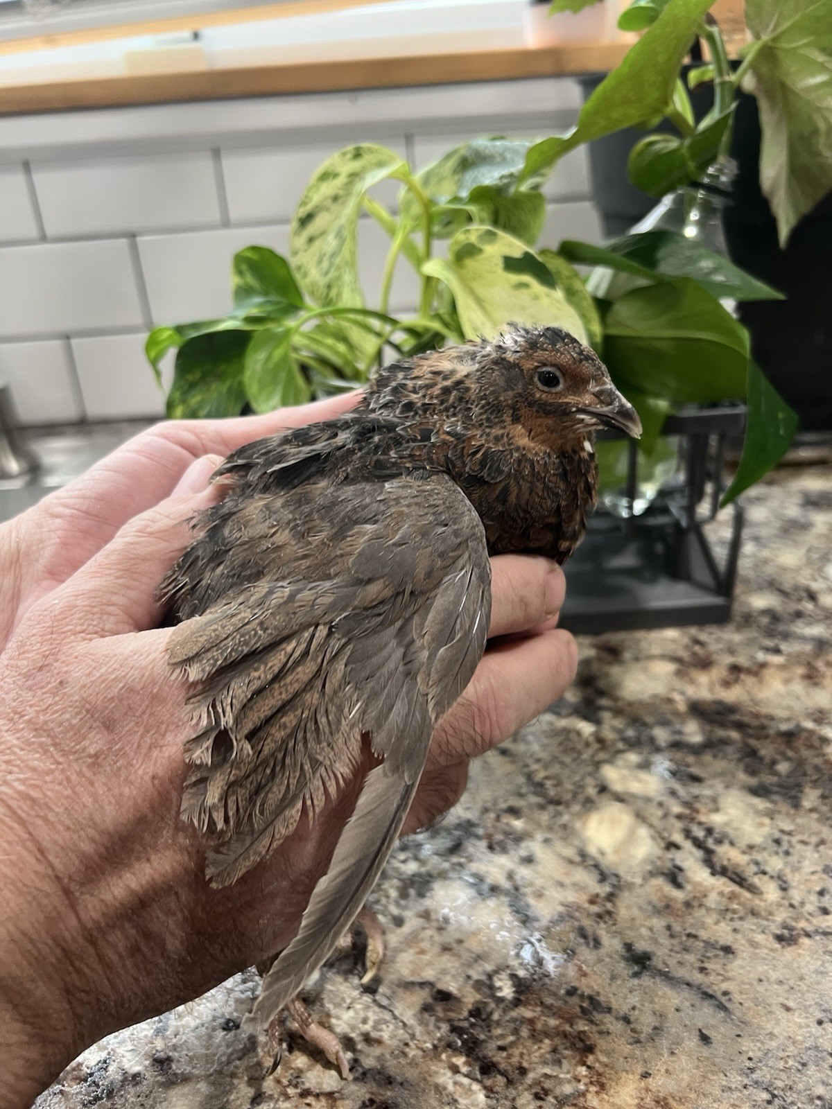 32+4 extra Jumbo Coturnix Quail Hatching Eggs( Brown, Tuxedo, Cinnamon, White )