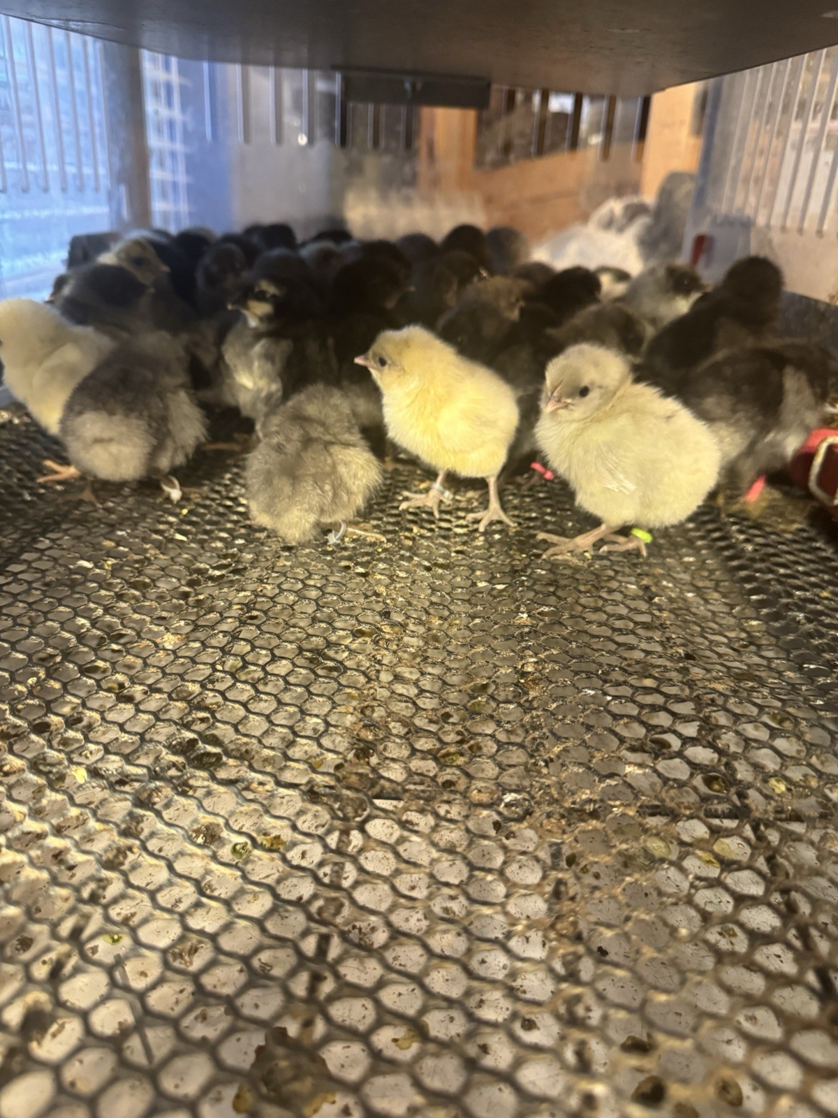 12+ Silverudd Rooster Crossed Rainbow Hatching Eggs