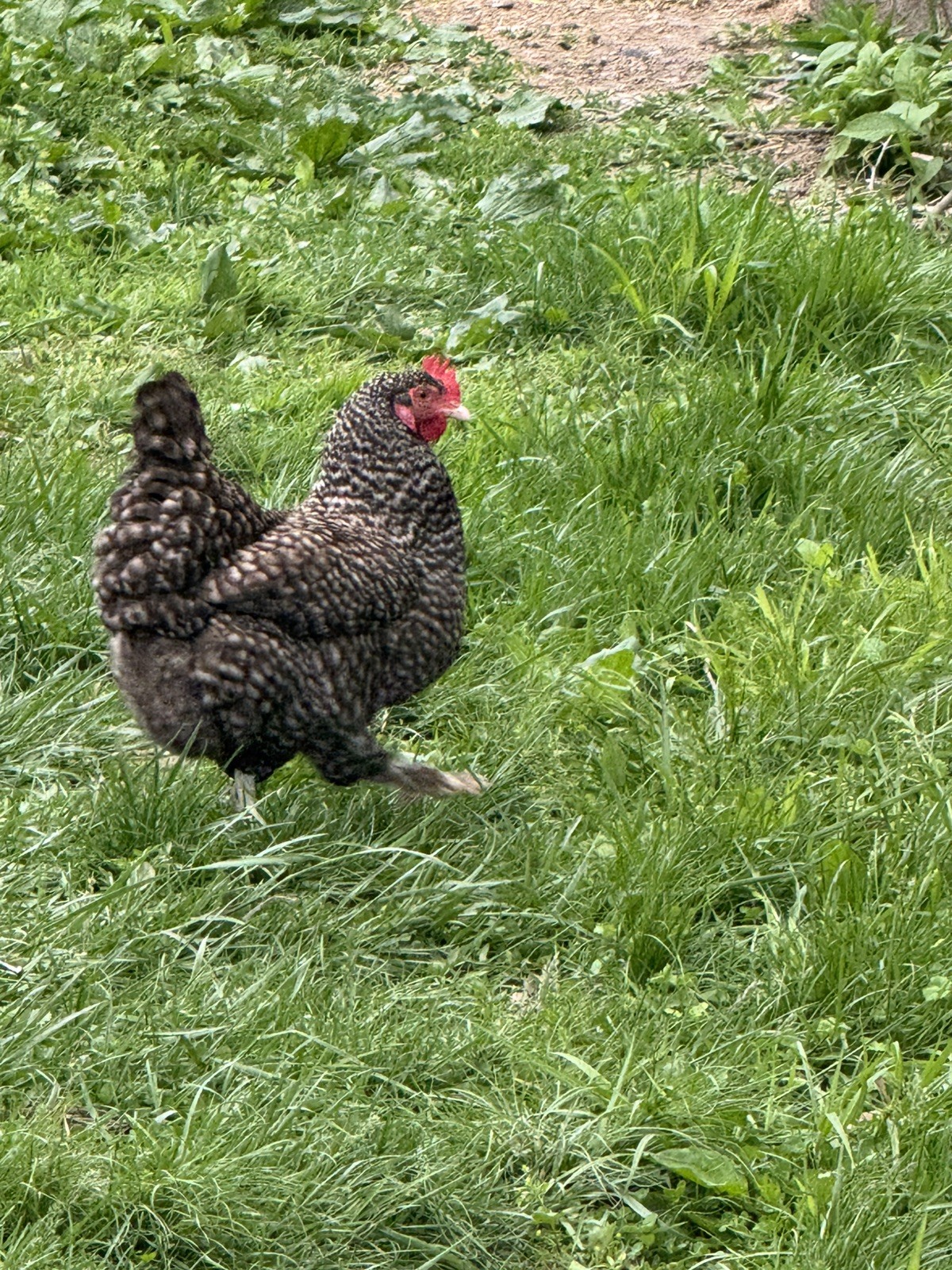 🌈 12 Rainbow Egger Hatching Eggs – Rare Breeds, Colorful Eggs + Chicks