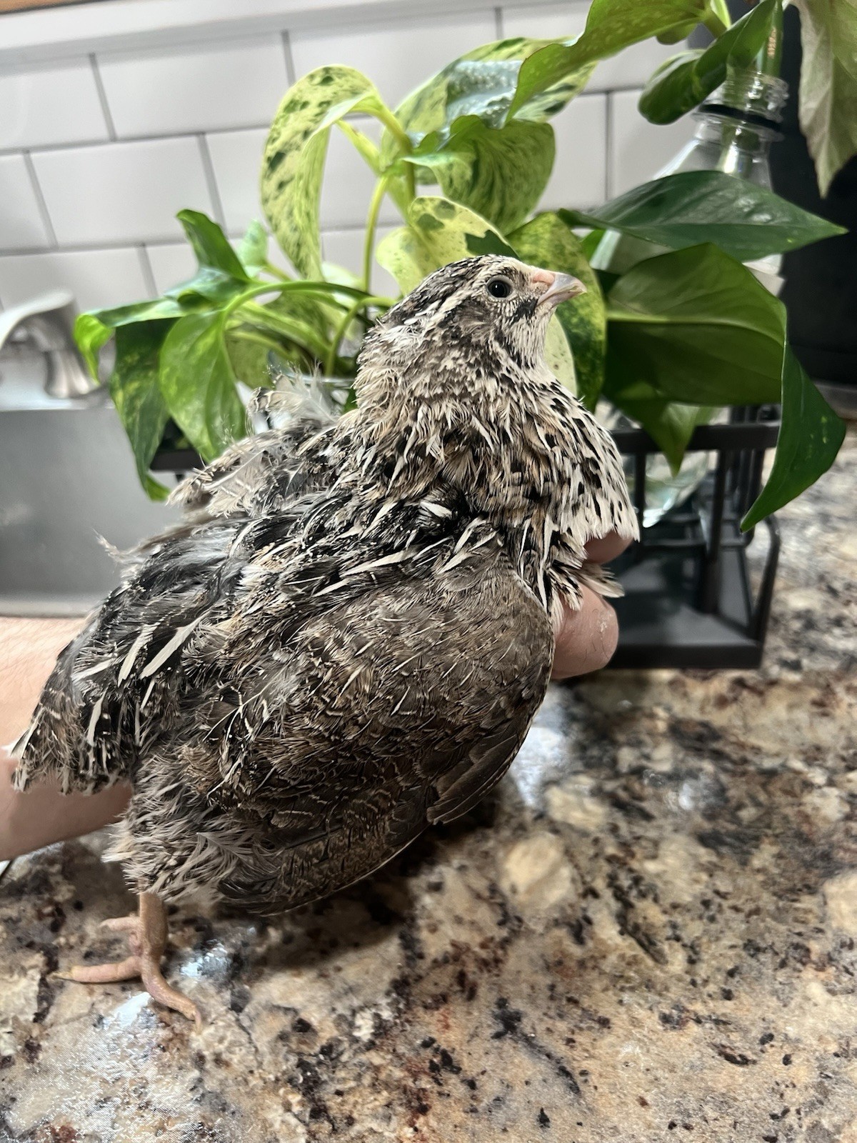 32+4 extra Jumbo Coturnix Quail Hatching Eggs( Brown, Tuxedo, Cinnamon, White )